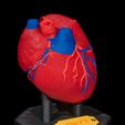 Heart-Anatomical-Model-1.jpg Heart Anatomical Model