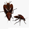 portada-BR.png COCKROACH - DOWNLOAD Cockroach 3d model - Animated for Blender-fbx-unity-maya-unreal-c4d-3ds max - 3D printing COCKROACH COCKROACHES COCKROACH