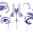 Limbic_Render_2.png Limbic System Anatomy