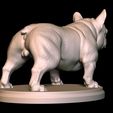 4.jpg The exotic Frenchbulldog