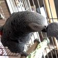 African Grey Pencil Holder
