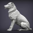 central-asian-shepherd-dog-3d-model-119f755665.jpg 3D-Datei Zentralasiatischer Hirtenhund 3D-Druckmodell・3D-Drucker-Vorlage zum herunterladen