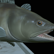 zander-statue-4-mouth-open-23.png fish zander / pikeperch / Sander lucioperca open mouth statue detailed texture for 3d printing