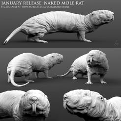 Naked-Mole-Rat-Patreon-Release.jpg STL-Datei Nacktmull Ratte herunterladen • 3D-Drucker-Vorlage, LabradoriteWolf