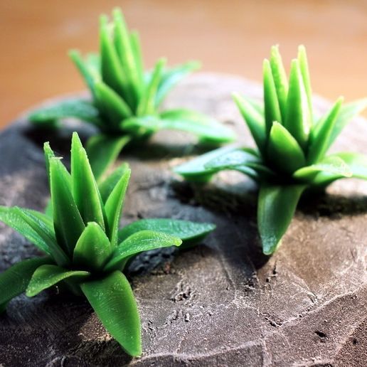 Tabletop plant: Agave 3D model