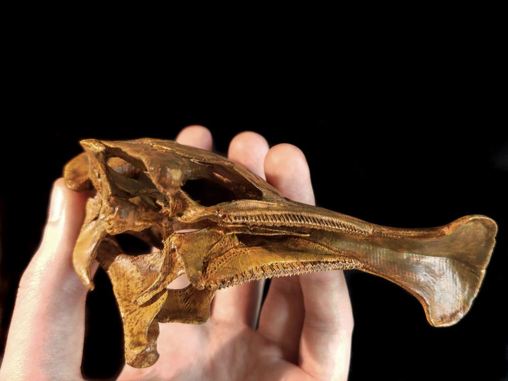 Corytho_cas02.jpg Fichier 3D Corythosaurus : Crâne de dinosaure・Objet pour imprimante 3D à télécharger, LordTrilobite
