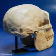 australopithecus-sediba-02.jpg Australopithecus sediba skull reconstruction
