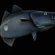 coalfish-open-mouth-statue-box-27.png COALFISH / POLLACHIUS VIRENS trophy with storage space for 3d printing