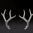 10007.jpg Deer horns