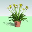 5.jpg Hemerocallis Flower pot Flower Flowers Flowers Plant Stem GARDEN ornamental plant nature House LIRIO Flowering plant Flower Bouquet Dream