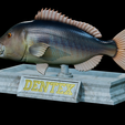 Dentex-mouth-statue-23.png fish Common dentex / dentex dentex open mouth statue detailed texture for 3d printing