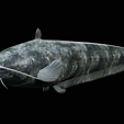 Catfish-Europe-4.png FISH WELS CATFISH / SILURUS GLANIS solo model detailed texture for 3d printing