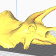 Craneo-Triceratops.png Triceratops skull