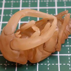 DSC05367.JPG Fichier STL gratuit Prosopocoilus inclinatus pupa・Modèle imprimable en 3D à télécharger