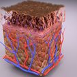 untitlcdjcxkdded.jpg epithelial cells types collection 3D