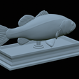 Bass-statue-28.png fish Largemouth Bass / Micropterus salmoides statue detailed texture for 3d printing