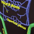 PSfinal0066.jpg Human venous system schematic 3D