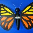 IMG20210527015413.jpg butterfly