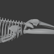 0014.png Fin Whale Skeleton – Realistic Marine Anatomy 3D Model