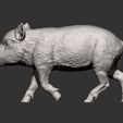 small-boar7.jpg Small boar 3D print model