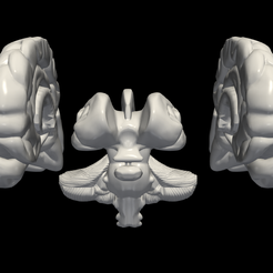 1.png 3D Model of Brain with Cerebellum and Brain Stem