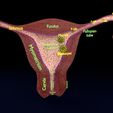 image-0004.jpg Fertilization stages of ovum