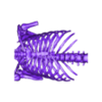 Human_Thorax_Costal_Cartilage_repaired.stl Human Thorax Frontal Plane