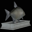 Bream-statue-13.png fish Common bream / Abramis brama statue detailed texture for 3d printing