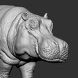 7.jpg Hippopotamus
