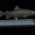 Trout-money-6.png fish sculpture of a trout with storage space for 3d printing