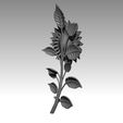 k7.jpg TOURNESOL