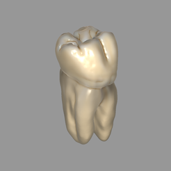 morpho-png.png STL file Tooth morphology・3D print design to download