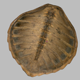 carapace2.png Sea turtle shell