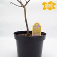 PLANT-TOMBSTONE-ACCESSORIES-by-qbed_0035.jpg 💀 MEGA PACCHETTO DI LAPIDI VEGETALI