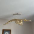image2-6.jpeg Dolphin skeleton (part 2/2 - body)