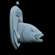 Dentex-head-trophy-33.png fish head trophy Common dentex / dentex dentex open mouth statue detailed texture for 3d printing