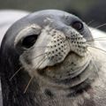 Chill_Seal