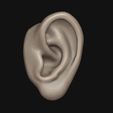 1.jpg Human ear