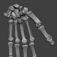 6.png Human Hand Skeleton (Articulated Bones)