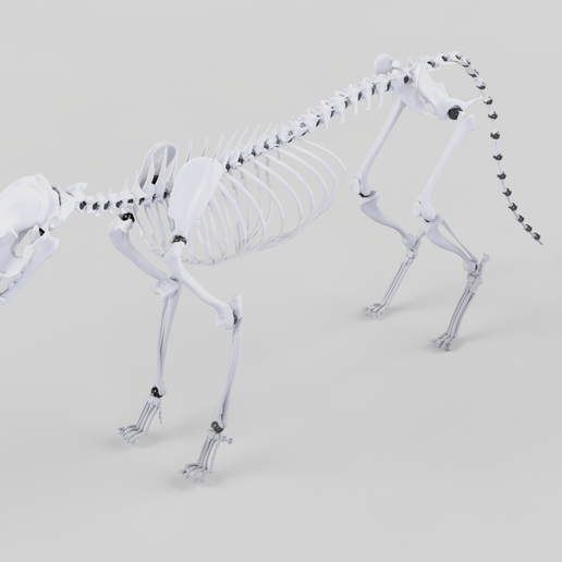 Cat_Skeleton.png Cat Skeleton [Articulated]
