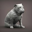 English-bulldog1.jpg 3D file English bulldog 3D print model・Model to download and 3D print, akuzmenko
