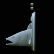 zander-head-trophy-27.png fish head trophy zander / pikeperch / Sander lucioperca open mouth statue detailed texture for 3d printing