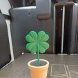 7dc4f2a7-8d2d-418d-895d-e3d6e5185e04.jpg Lucky Four-Leaf Clover Plant