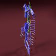 file-42.jpg Venous system thorax abdominal vein labelled 3D model