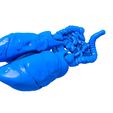 ieauieaitieueauaeu.jpg Internal Organs / Human  Organs / Human Internal Organs