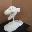 T-Rex Skeleton