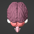 4.png 3D Model of Brain, Brain Stem and Eyes