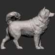 Alaskan-Malamute11.jpg 3D-Datei Alaskan Malamute 3D-Druck Modell・Modell für 3D-Drucker zum Herunterladen