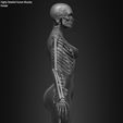 Female-Human-Skeleton-3D-Model-sculpted-by-Yacine-BRINIS-033.jpg Highly Detailed Human Skeleton (Female)