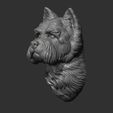 6.jpg West Highland White Terrier bust